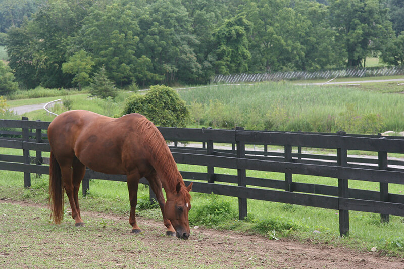 A horse grazing surrounded by greenery